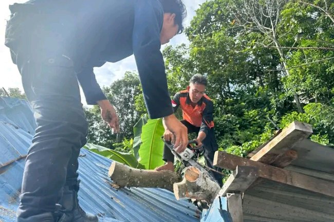 Rumah Warga di Kelurahan Bunut, Rusak Akibat Tertimpa Pohon  Tumbang