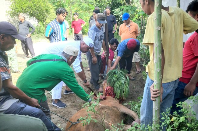 Idul Adha 1445 Hijriah Jemaah Mushalla Al Jihad Perumahan Batutupang Sembelit 5 Ekor Hewan Kurban
