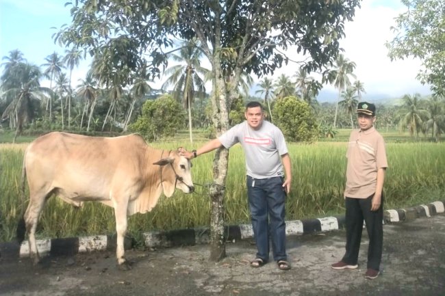 Idul Adha 1445 Hijriah Di Kecamatan Hiliran Gumanti Potong 121 Sapi Dan 10 ekor Kambing 