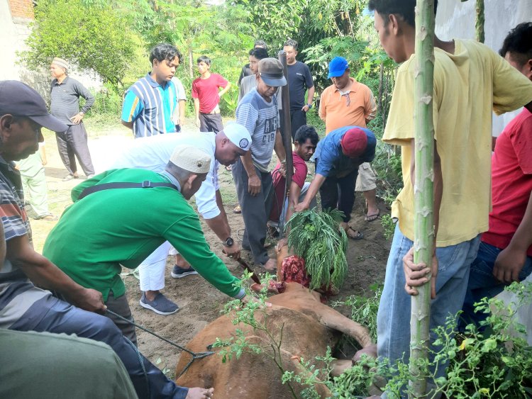 Idul Adha 1445 Hijriah Jemaah Mushalla Al Jihad Perumahan Batutupang Sembelit 5 Ekor Hewan Kurban