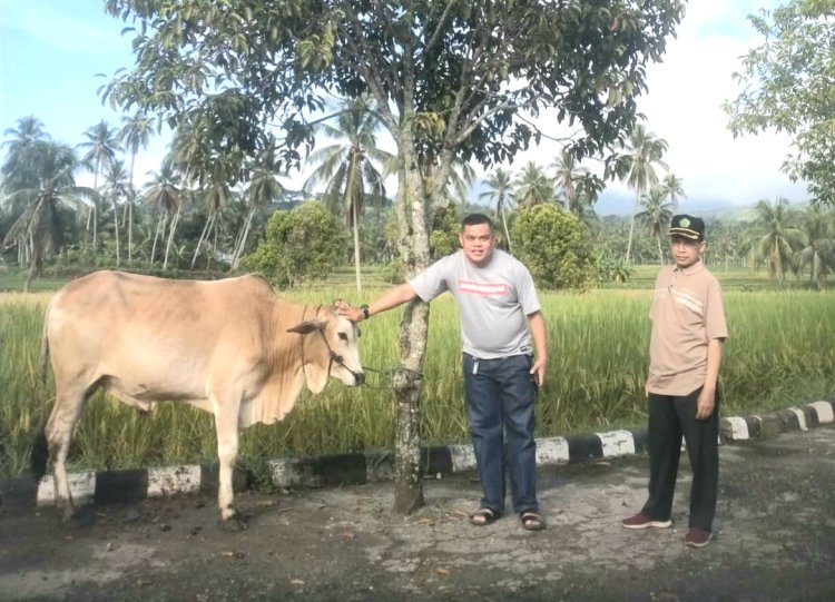 Idul Adha 1445 Hijriah Di Kecamatan Hiliran Gumanti Potong 121 Sapi Dan 10 ekor Kambing 
