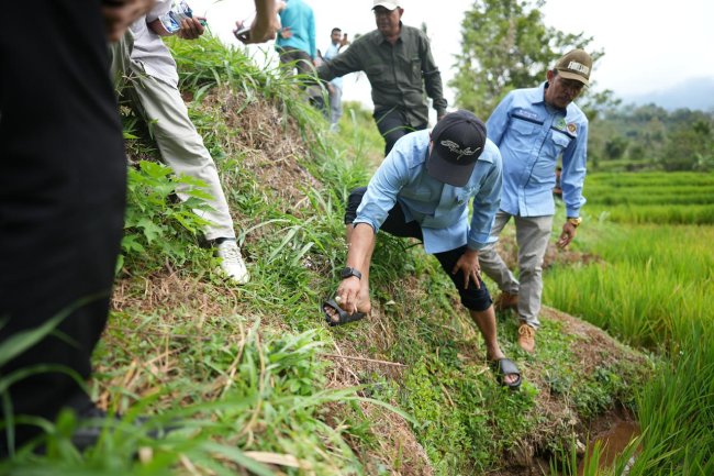 Tangkal Serangan Tikus, Petani Talang Demonstrasi Penggunaan Obat Pembasmi Hama