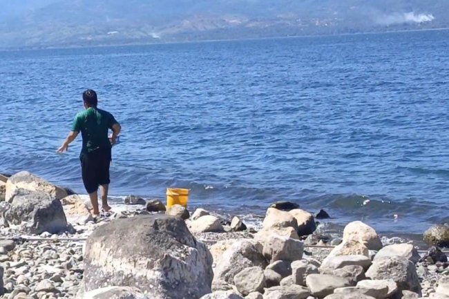 Air Danau Singkarak Menyusut, Selain Membentuk Pantai, Warga Panen Pensi