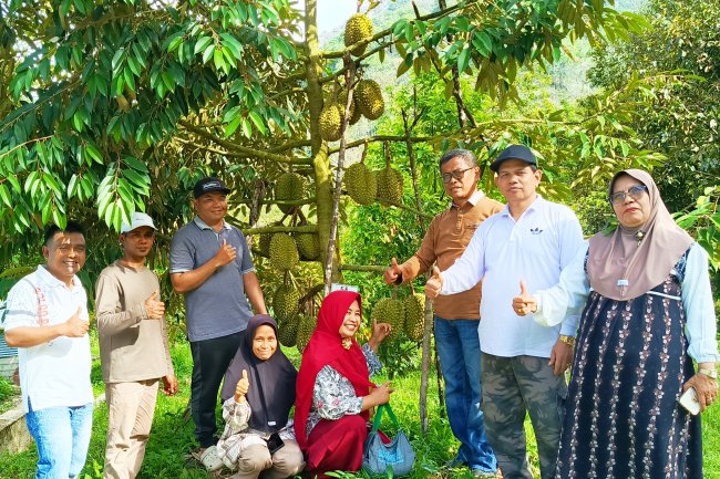 Durian Premium Supayang Solok Rambah Pasar Pekanbaru