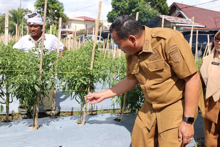 Petani Pariaman Sulap Lahan Tidur Jadi Kebun Cabai Produktif, Pemko Dorong Ketahanan Pangan