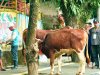 Idul Adha 1447 H, Pemkab Solok Selatan Kurban 47 Sapi dan 3 Kambing, Disebar di 16 Lokasi