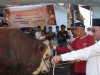 Prabowo Kirim Sapi Kurban Simental 1,2 Ton ke Tanah Datar, Diserahkan Langsung oleh Bupati Eka Putra