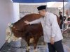 Walikota Hendri Arnis Serahkan Sapi Kurban Bantuan Presiden RI ke Masjid Muhammad Noer Padang Panjang
