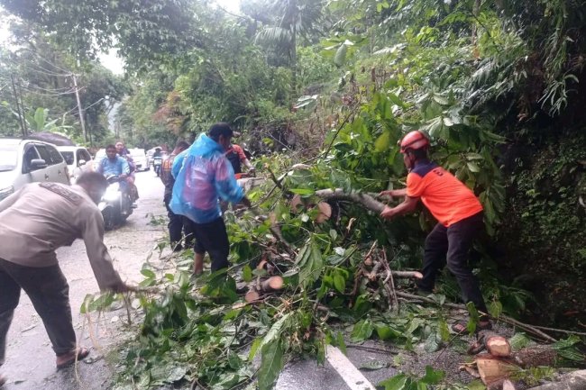 Pohon Tumbang di Jalur Padang-Painan, BPBD Kota Padang Gerak Cepat Evakuasi Material