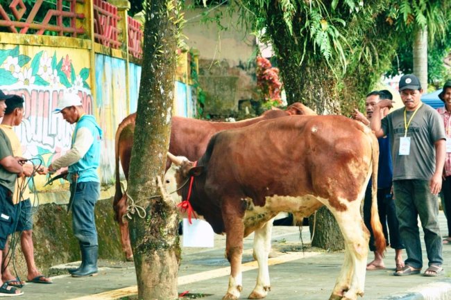 Idul Adha 1447 H, Pemkab Solok Selatan Kurban 47 Sapi dan 3 Kambing, Disebar di 16 Lokasi