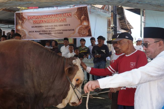Prabowo Kirim Sapi Kurban Simental 1,2 Ton ke Tanah Datar, Diserahkan Langsung oleh Bupati Eka Putra