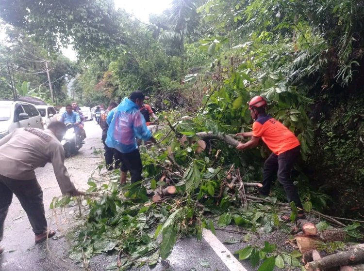 Pohon Tumbang di Jalur Padang-Painan, BPBD Kota Padang Gerak Cepat Evakuasi Material