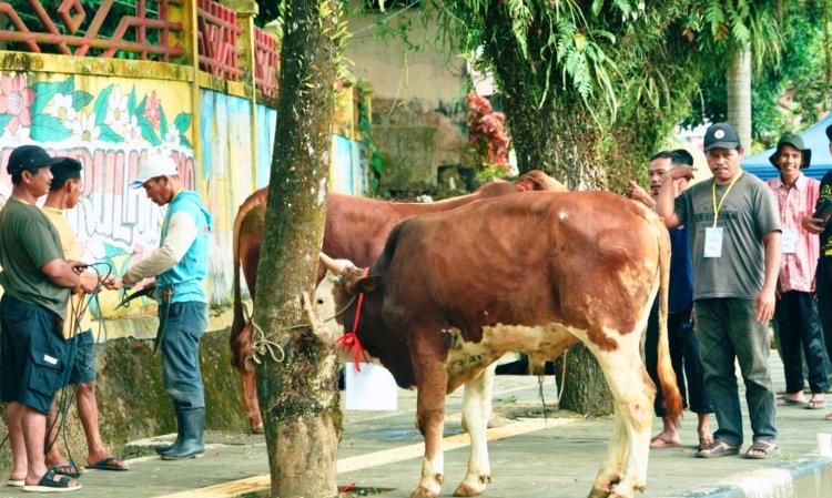 Idul Adha 1447 H, Pemkab Solok Selatan Kurban 47 Sapi dan 3 Kambing, Disebar di 16 Lokasi