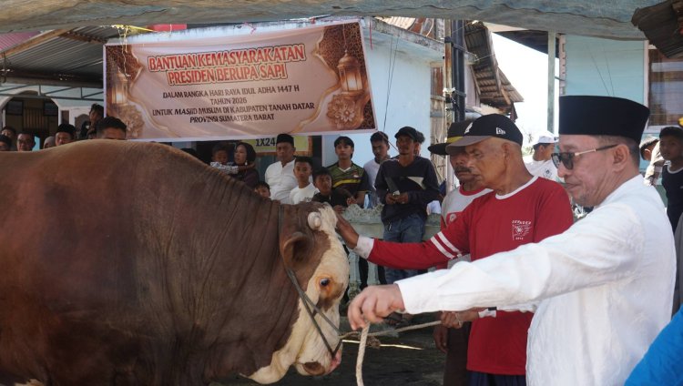 Prabowo Kirim Sapi Kurban Simental 1,2 Ton ke Tanah Datar, Diserahkan Langsung oleh Bupati Eka Putra