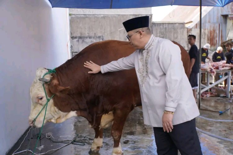 Walikota Hendri Arnis Serahkan Sapi Kurban Bantuan Presiden RI ke Masjid Muhammad Noer Padang Panjang